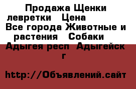Продажа Щенки левретки › Цена ­ 40 000 - Все города Животные и растения » Собаки   . Адыгея респ.,Адыгейск г.